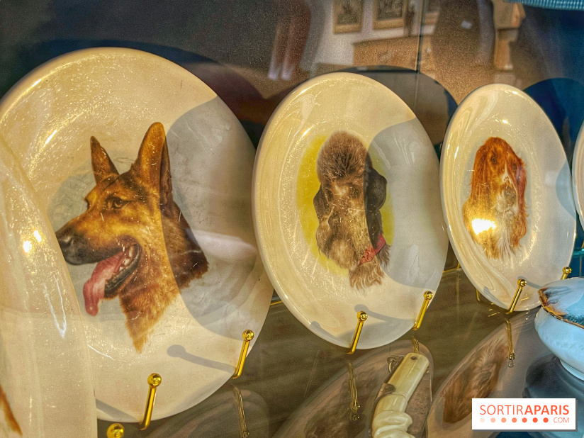 Collection dédié aux chiens