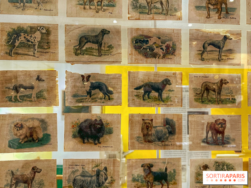 Collection dédié aux chiens - IMG 2327