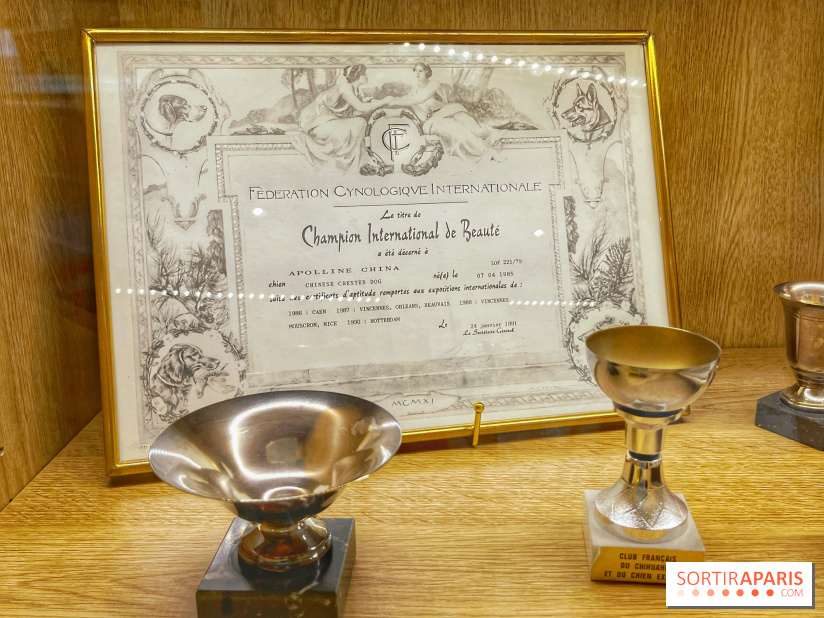 Collection dédié aux chiens - IMG 2329