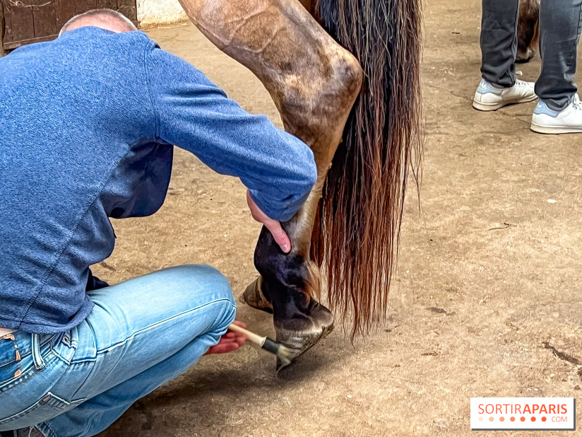 Balade en chevaux Henson en forêt de Fontainebleau  - IMG 2009