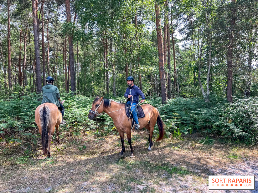Balade en chevaux Henson en forêt de Fontainebleau  - IMG 2107