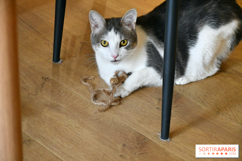 Koneko Work : le café coworking pour travailler en compagnie des chats - DSC 5251