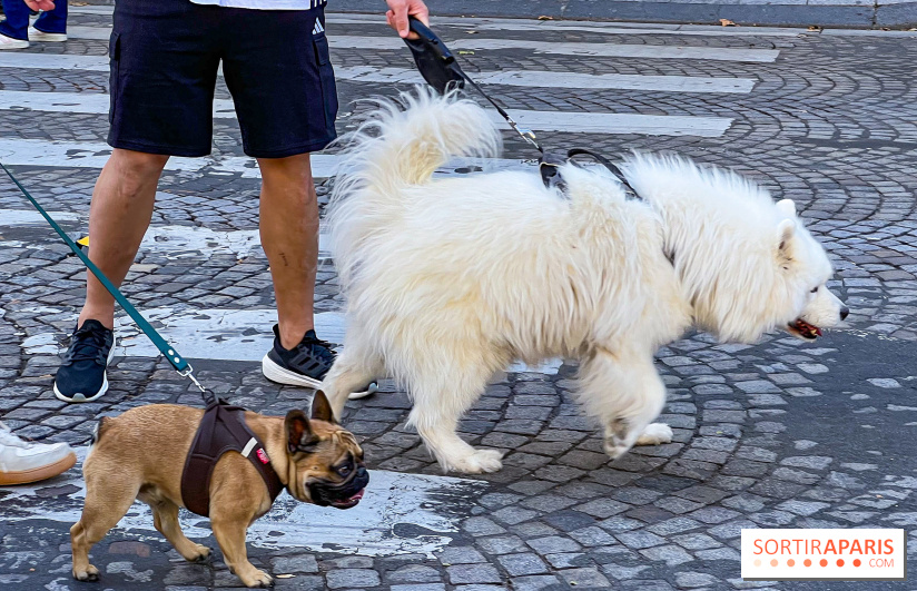 La Marche des animaux à Paris : défilé gratuit, ouvert aux chiens, chats ... sur les Champs-Élysées - IMG 5503