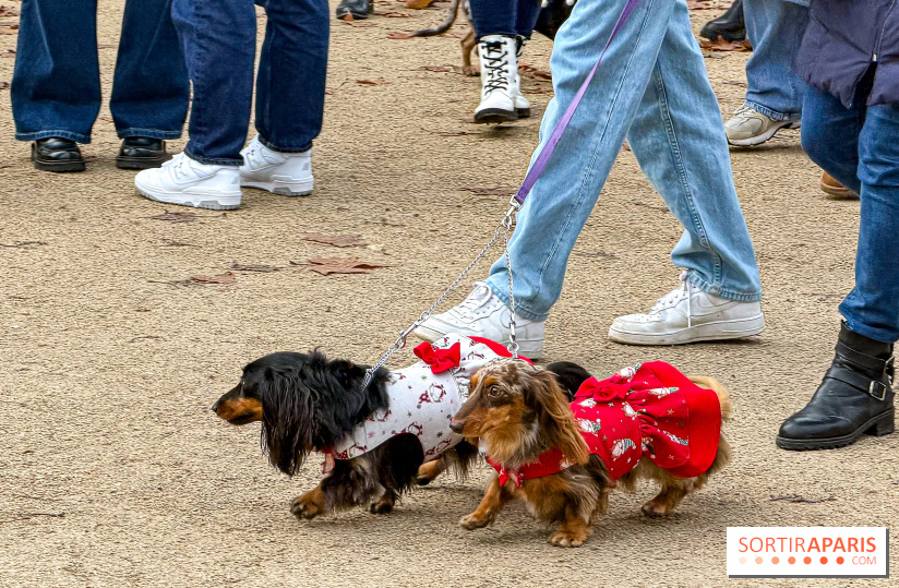 Paris Sausage Walk, la Marche des Teckels 2025
