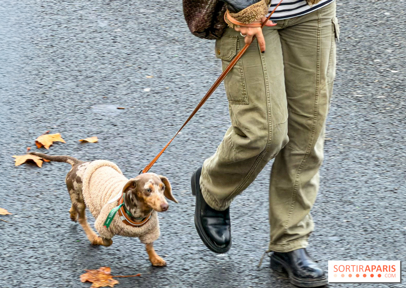 Paris Sausage Walk, la Marche des Teckels 2025