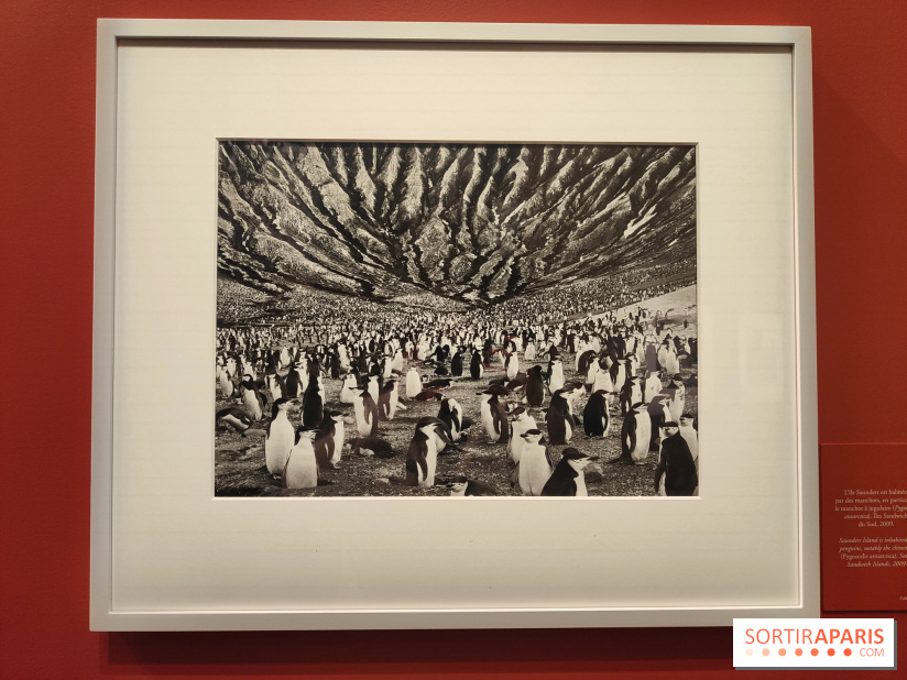 Sebastião Salgado au cœur d'une exposition de photos gratuite à l'Hôtel de Ville de Paris