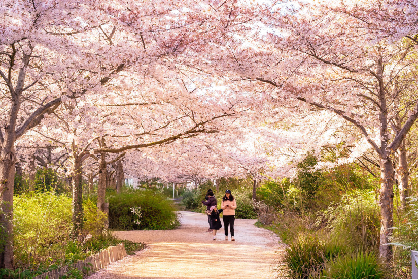 Les cerisiers en fleurs au Parc de Billancourt à Boulogne-Billancourt, Hanami aux portes de Paris