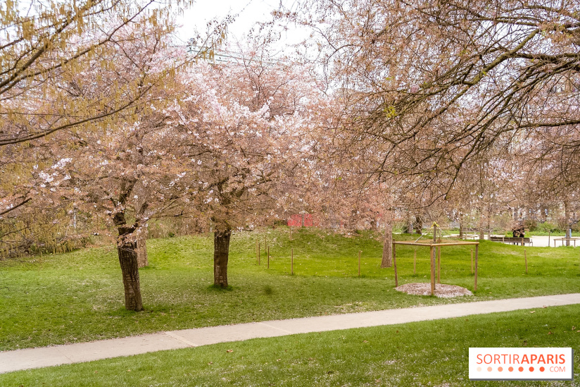 Les cerisiers du parc Martin Luther King - Clichy - Batignoles
