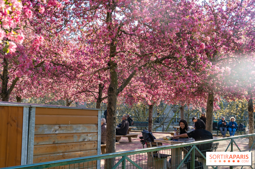 Les pommiers et cerisiers en fleurs du Jardin de Reuilly, Parc de Reuilly à Paris 12e - photos - jouer