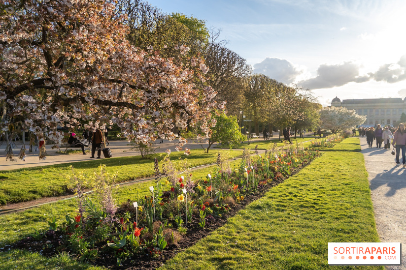 Les floraisons exceptionnelles du Jardin des Plantes 2026 : tulipes, coquelicots et cerisiers - photos