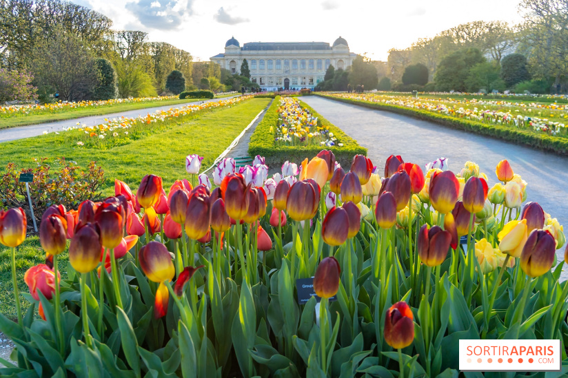 Les floraisons exceptionnelles du Jardin des Plantes 2026 : tulipes, coquelicots et cerisiers - photos