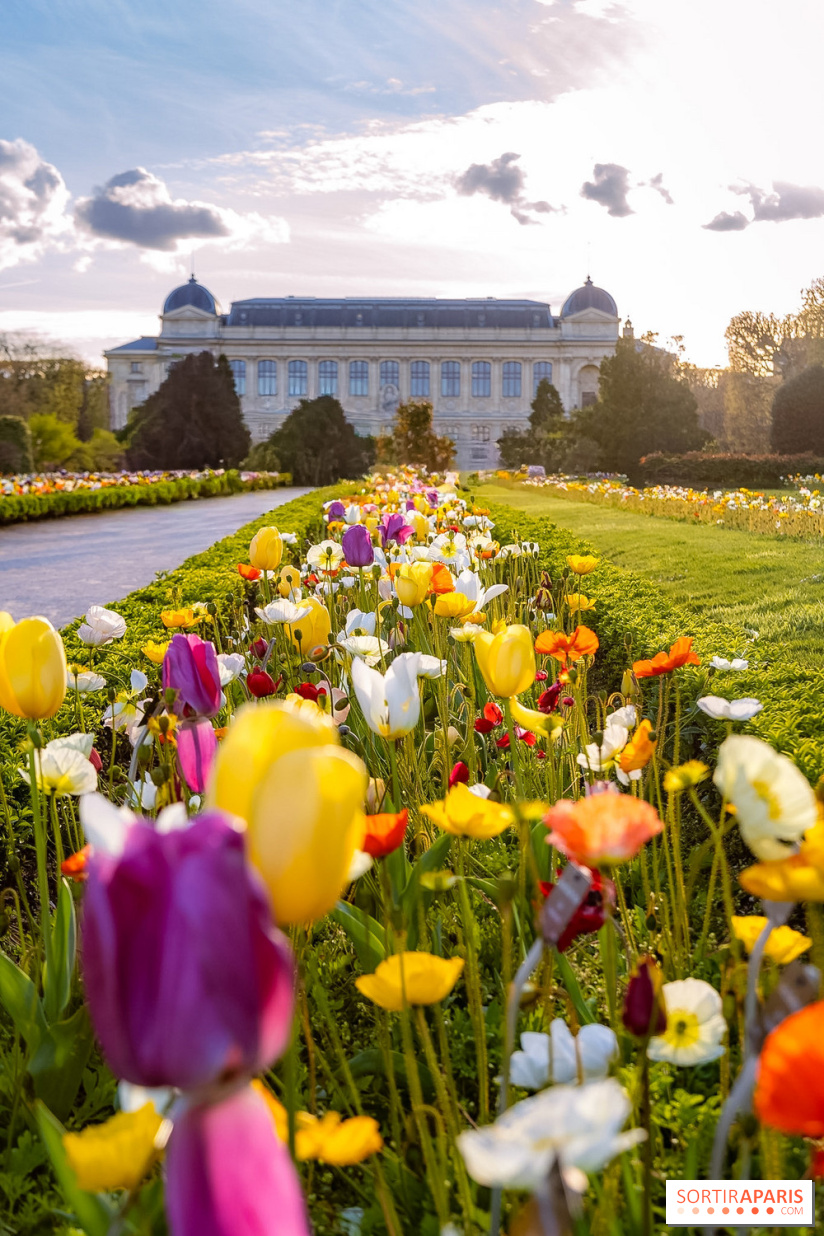 Les floraisons exceptionnelles du Jardin des Plantes 2026 : tulipes, coquelicots et cerisiers - photos