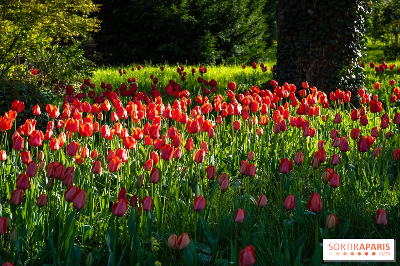 Le Parc de Bagatelle au printemps, cerisier, tulipes et jonquilles - photos