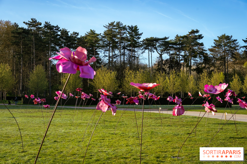 Hanami au Parc de Sceaux 2026, les cerisiers en fleurs et ses  animations - A7C01363