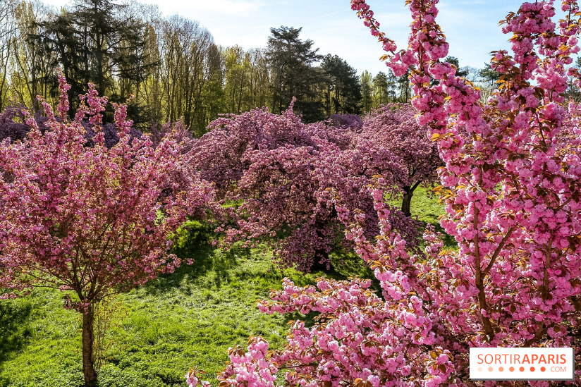 Hanami au Parc de Sceaux 2026, les cerisiers en fleurs et ses  animations - A7C01674