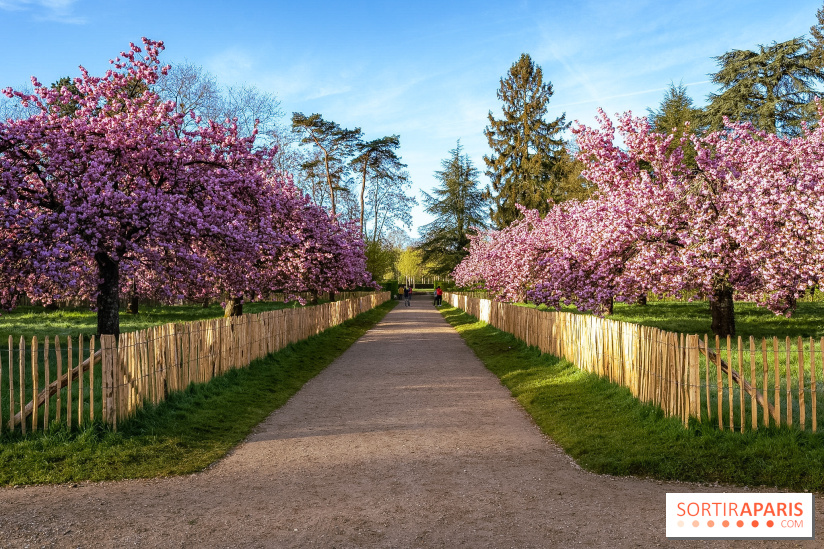 Hanami au Parc de Sceaux 2026, les cerisiers en fleurs et ses  animations