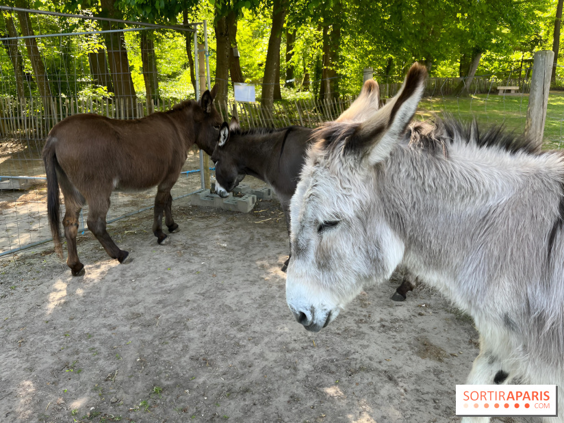 Avon'Ânes, les balades avec des ânes, à Avon - nos photos - IMG 7778