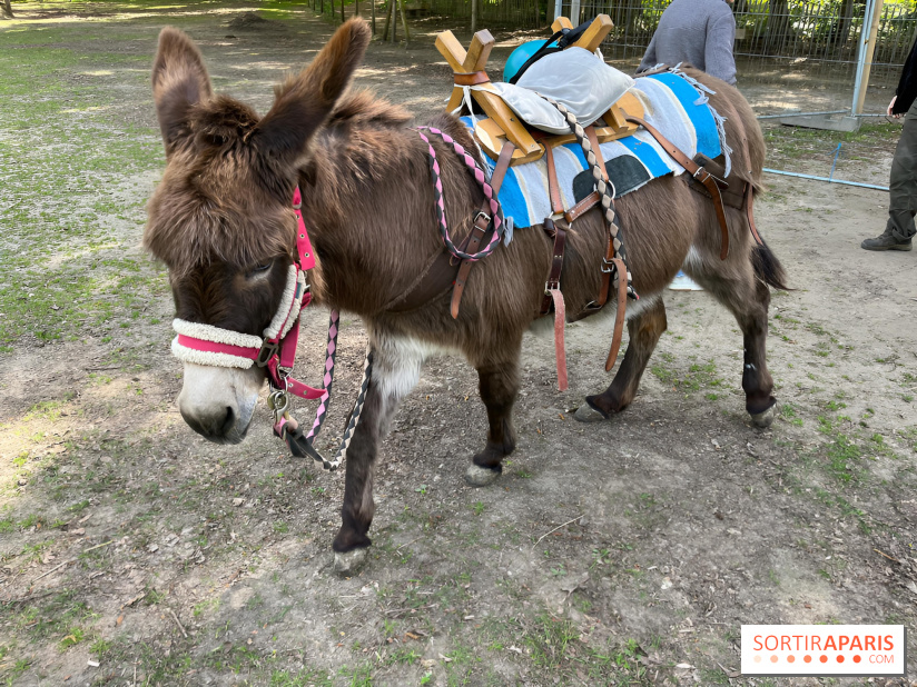 Avon'Ânes, les balades avec des ânes, à Avon - nos photos - IMG 7779