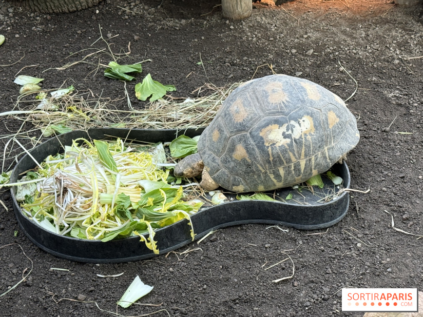 ZooParc de Beauval et Hôtel Les Pagodes de Beauval - IMG 5615