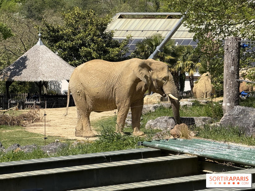 ZooParc de Beauval et Hôtel Les Pagodes de Beauval - IMG 5647