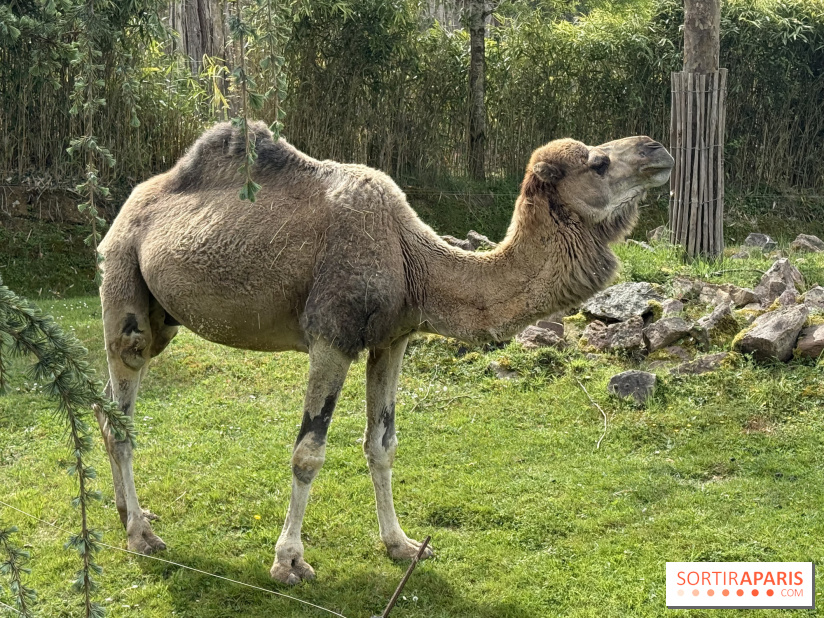 ZooParc de Beauval et Hôtel Les Pagodes de Beauval - IMG 5873