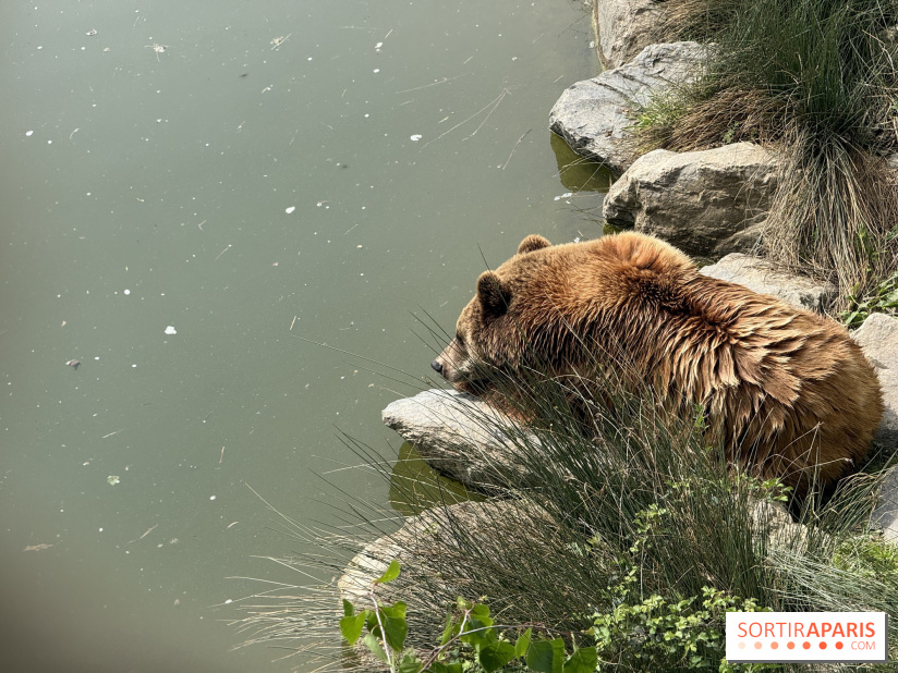 ZooParc de Beauval et Hôtel Les Pagodes de Beauval - IMG 5892