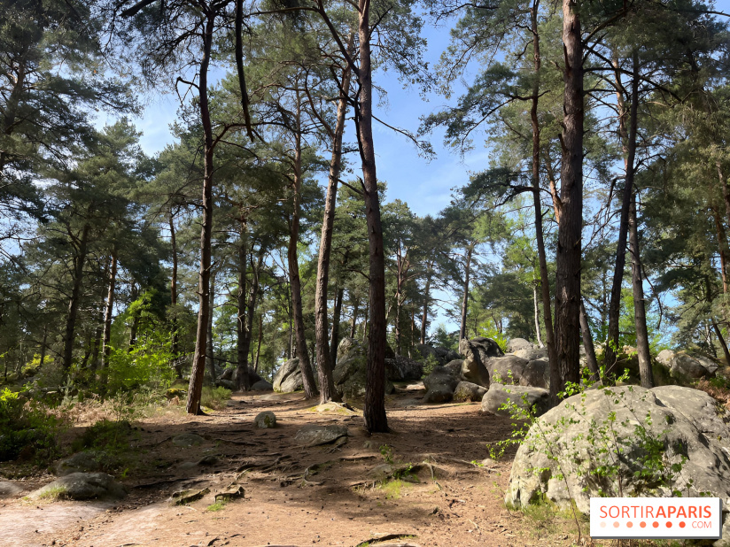 Escalade en Forêt de Fontainebleau - nos photos