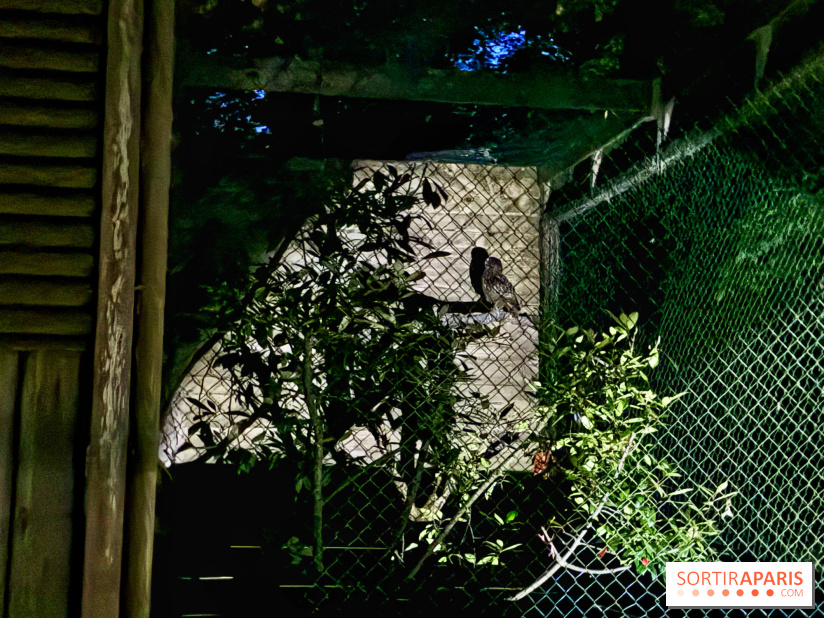 Bivouac avec les loups