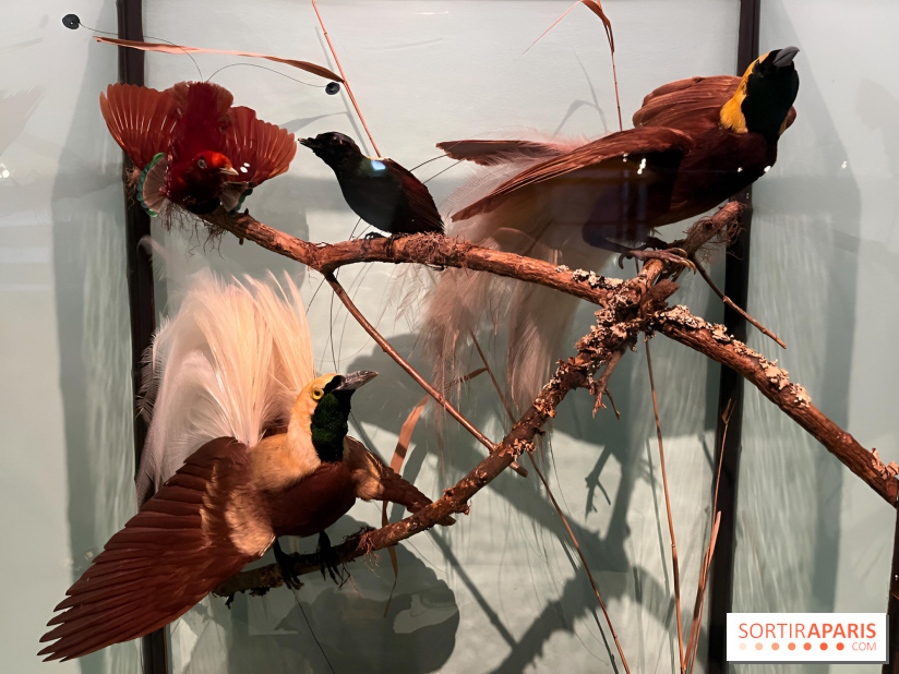 Plumes de Paradis, l'expo au musée du Quai Branly - nos photos