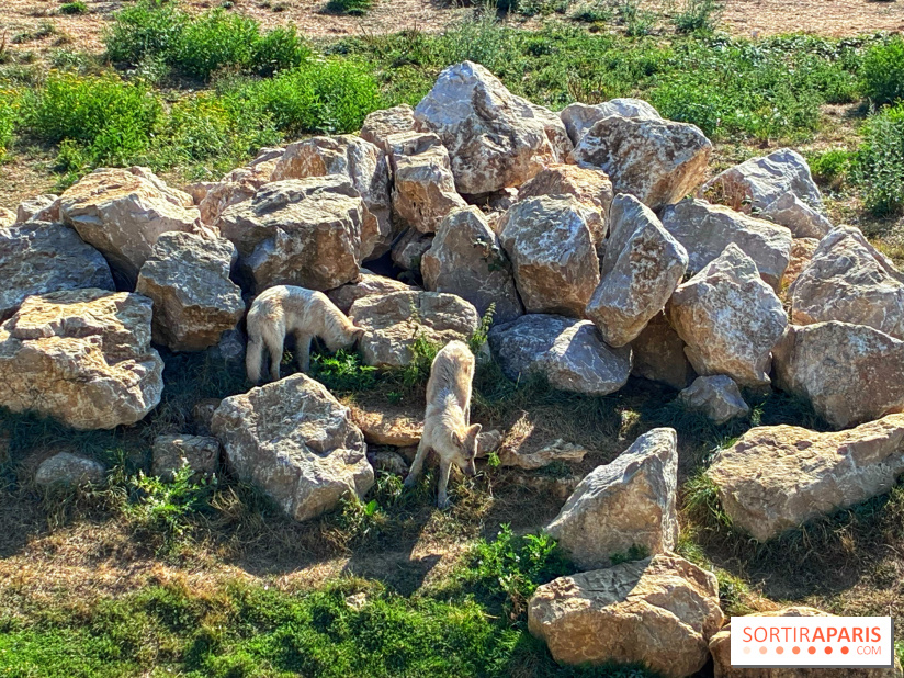 Les Loudges, les hébergements devant les loups arctiques au Zoo de Thoiry