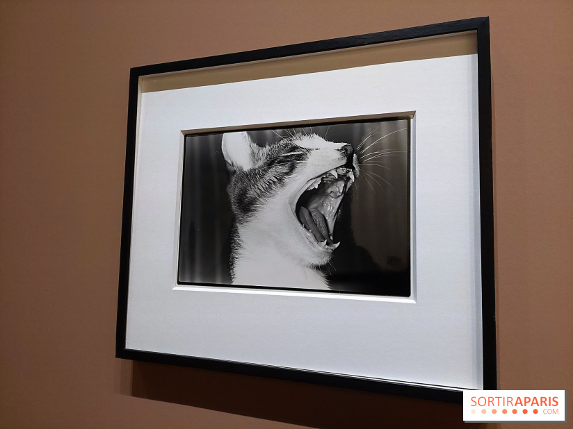 Photographies japonaises de la BnF - nos photos de l'exposition