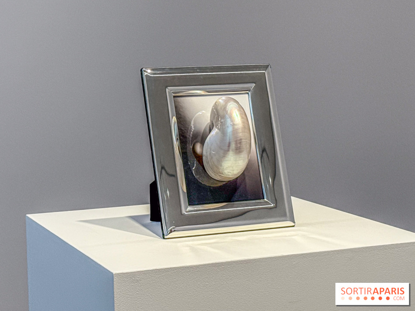 Hélène Fauquet : Vivresse, l’exposition entre bulles et coquillages à Lafayette Anticipations.