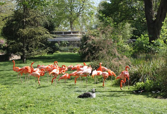 la ménagerie du jardin des plantes