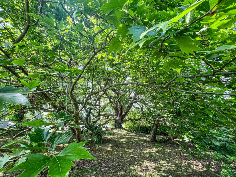 Rendez-vous aux jardins 2024 au Parc de Diane dans les Yvelines (78)