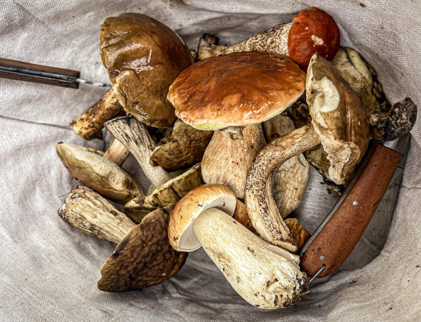 Où cueillir des champignons autour de Paris, en Ile-de-France ?