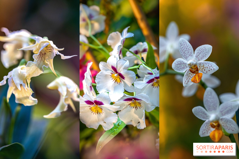 Mille et une Orchidées 2025 : l'exposition florale du Jardin des Plantes se dévoile