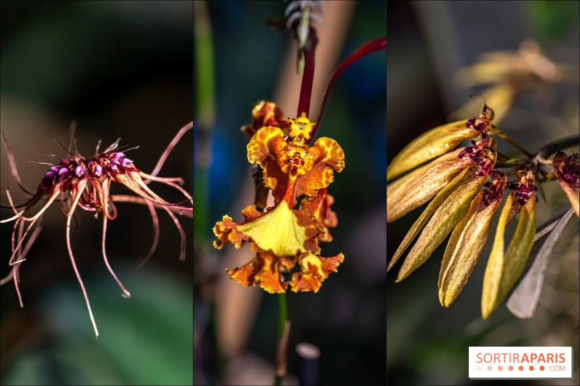Mille et une Orchidées 2025 : l'exposition florale du Jardin des Plantes se dévoile