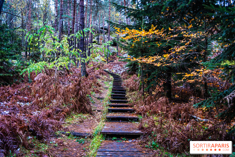 Journée internationale des forêts 2025 : des visites guidées gratuites en forêt de Fontainebleau