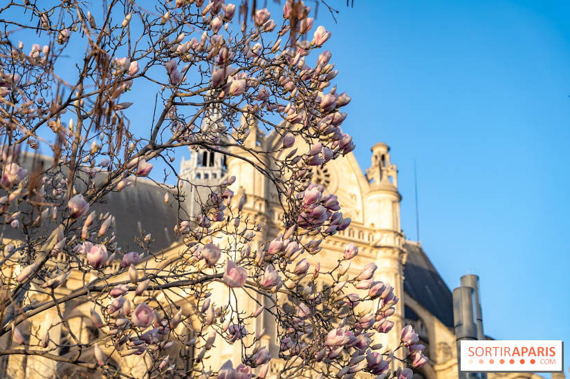 Paris : le printemps prend de l'avance : 6 spots d'arbres en fleurs à découvrir en ce moment - jardin Nelson Mandela 