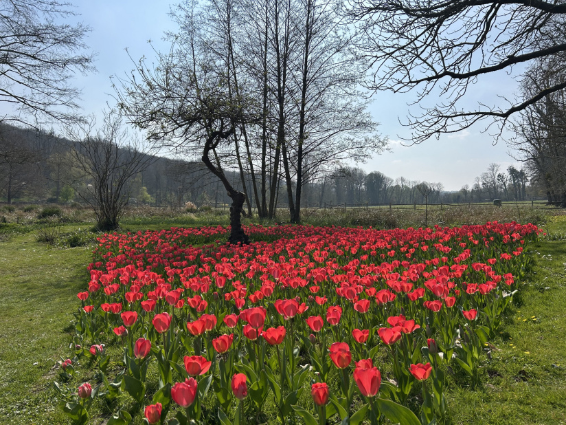 Des milliers de tulipes au Château de Dampierre en Yvelines ! Journée de la tulipe et Fête des plantes