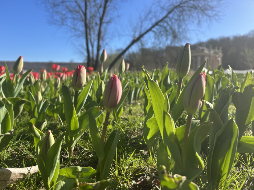 Des milliers de tulipes au Château de Dampierre en Yvelines ! Journée de la tulipe et Fête des plantes