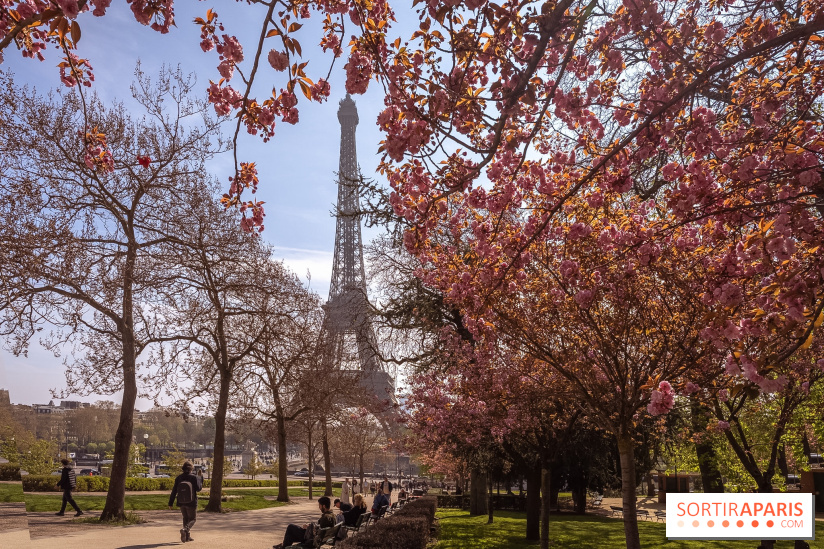 Les cerisiers du Trocadéro fleurissent avec de l'avance