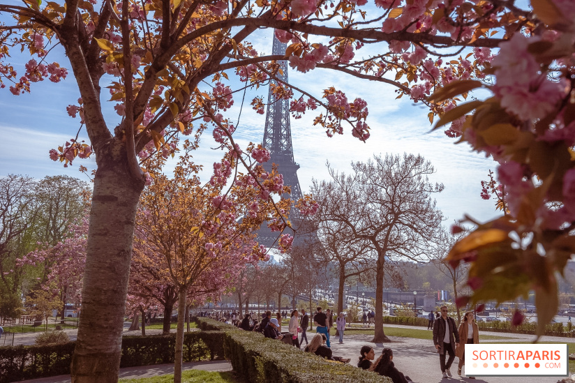 Les cerisiers du Trocadéro fleurissent avec de l'avance en ce printemps 2026