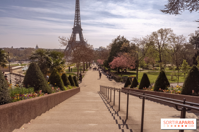Les cerisiers du Trocadéro fleurissent avec de l'avance en ce printemps 2026