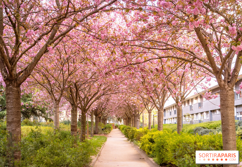 La Mail de Bièvre et ses cerisiers en fleurs, le spot Hanami caché à Paris