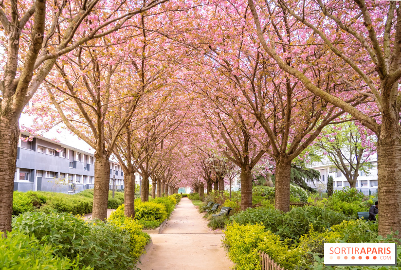 La Mail de Bièvre et ses cerisiers en fleurs, le spot Hanami caché Paris 13e