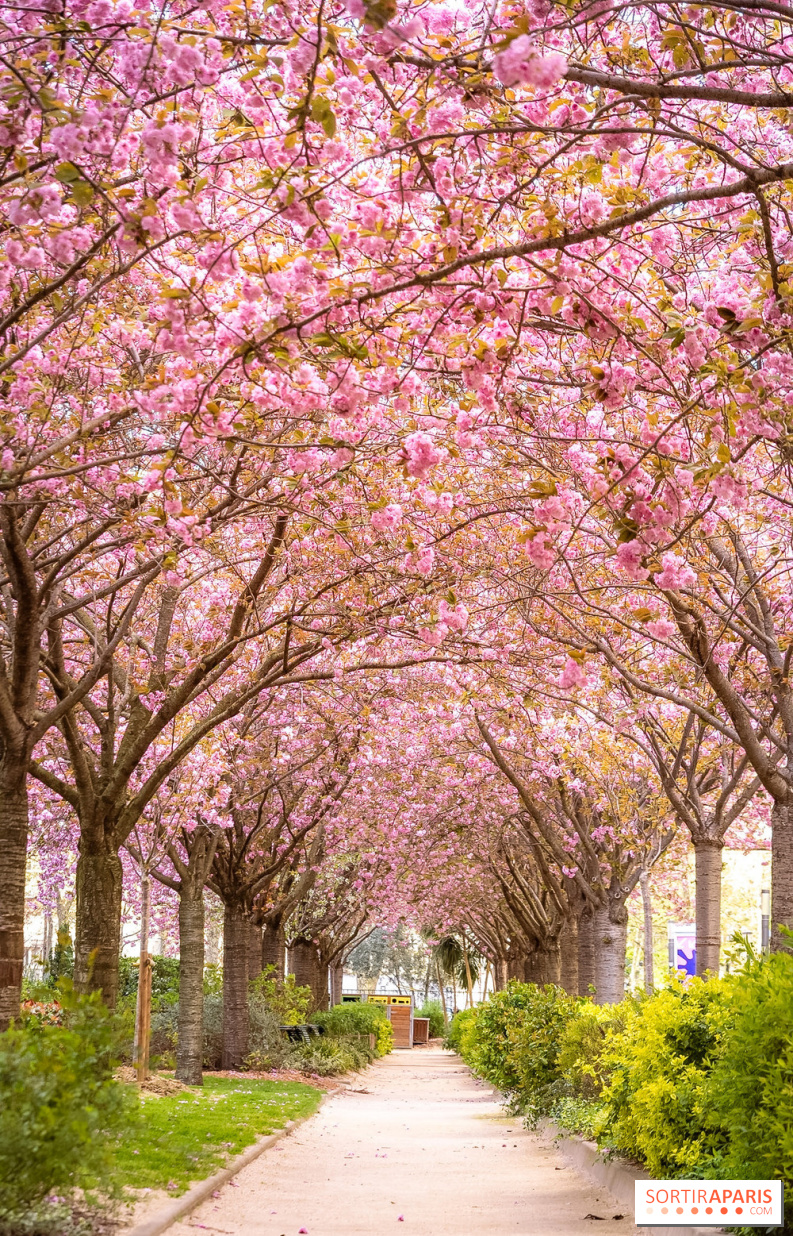 La Mail de Bièvre et ses cerisiers en fleurs, le spot Hanami caché Paris 13e