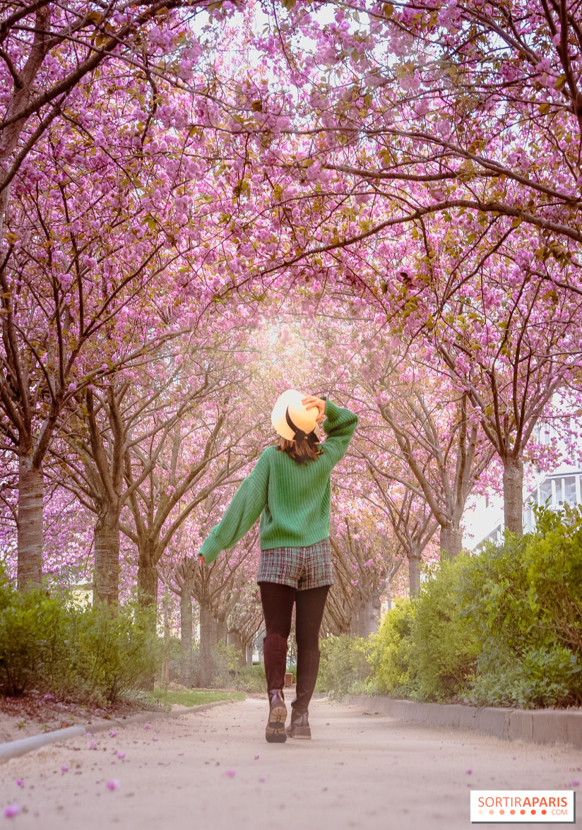 La Mail de Bièvre et ses cerisiers en fleurs, le spot Hanami caché Paris 13e