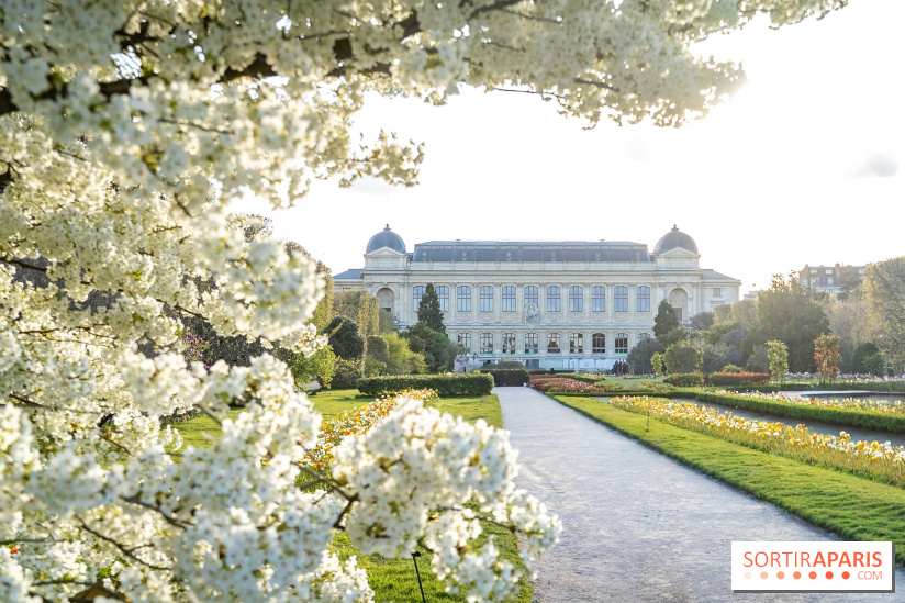 Cerisier du Japon Shirotae du Jardin des Plantes : l'arbre remarquable au blanc éclatant en fleurs