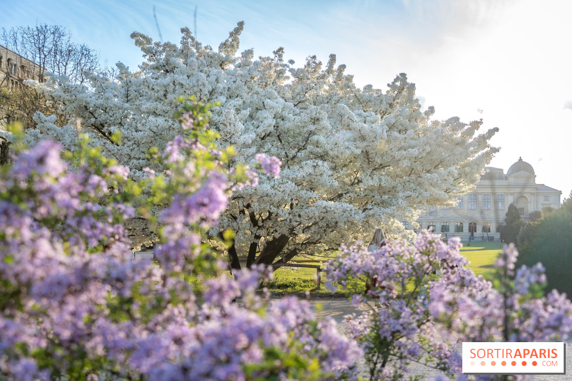 Cerisier du Japon Shirotae du Jardin des Plantes : l'arbre remarquable au blanc éclatant en fleurs